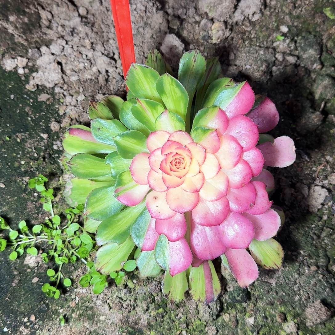 3-8091知否多肉法师