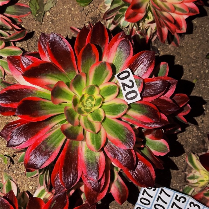 020女妖多肉植物处理不售后