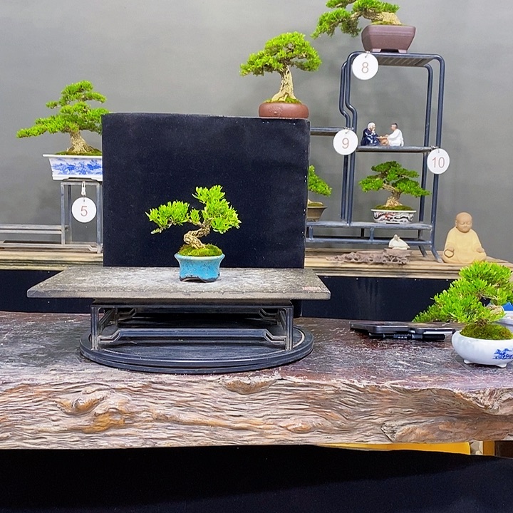 无花朵黄杨盆景四季常青不落叶