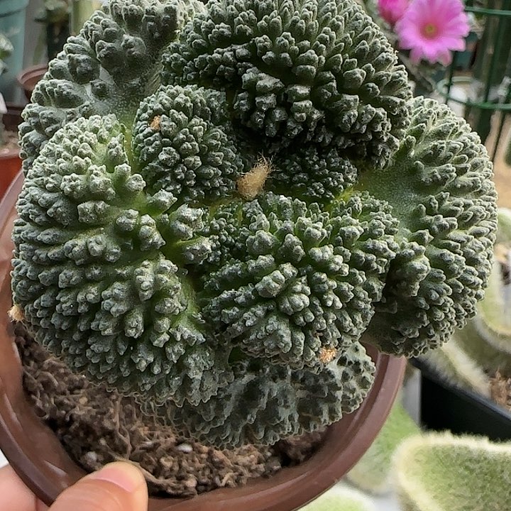 苗接超大尤密尤哥斯拉398