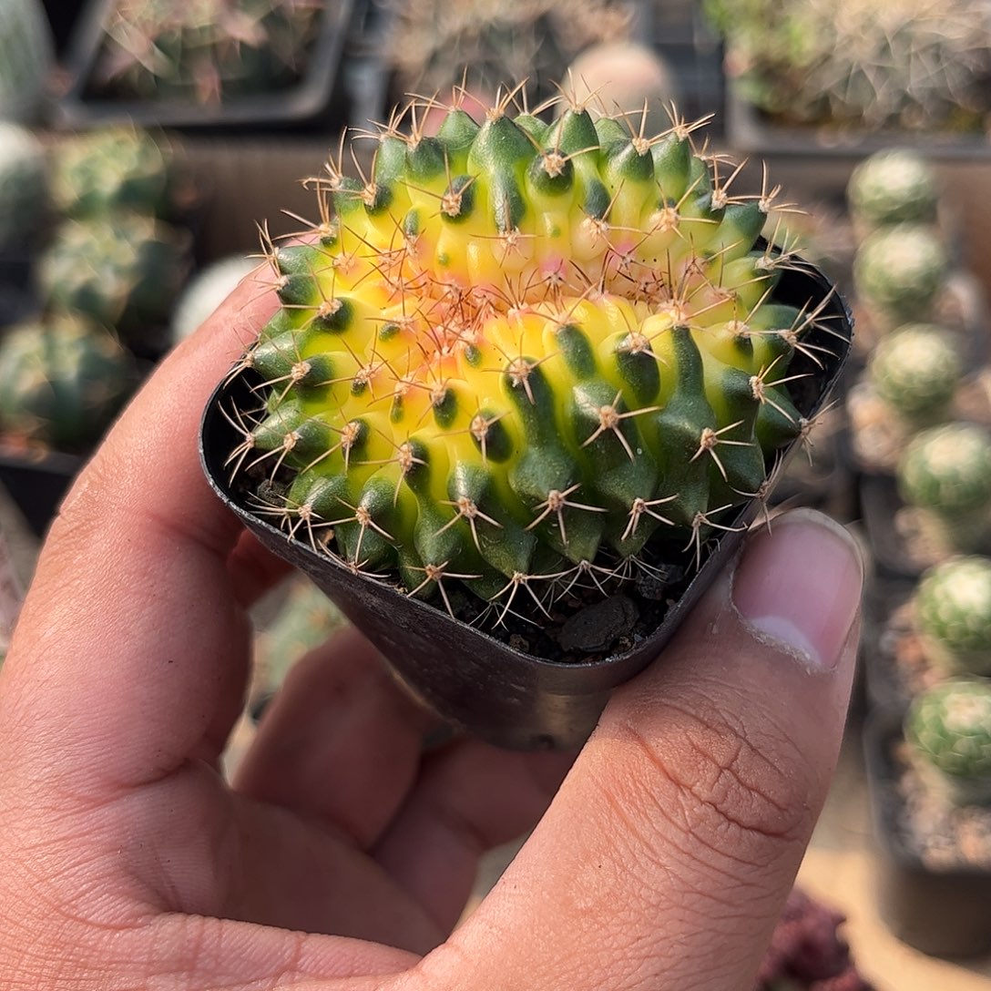 猪大肠单头发货单头