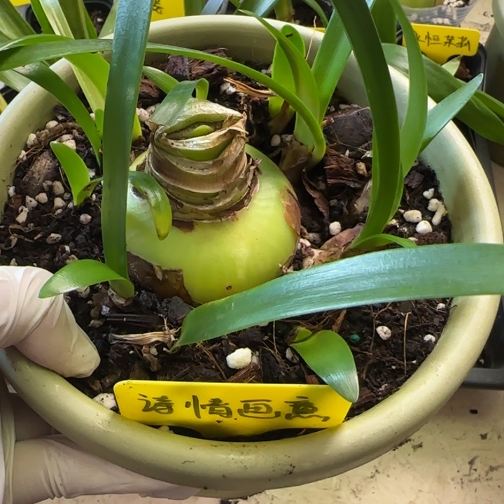 无花朵诗情画意主球6+带13侧