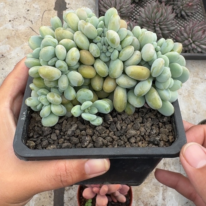 洛神 缀化 一物一拍