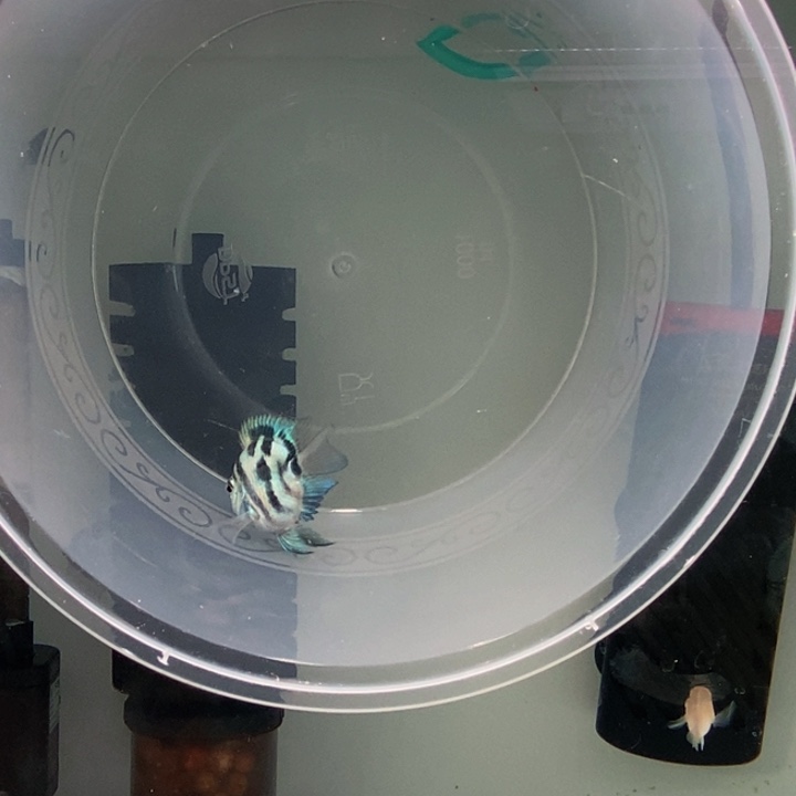 海水鱼宝蓝迷你鹦鹉