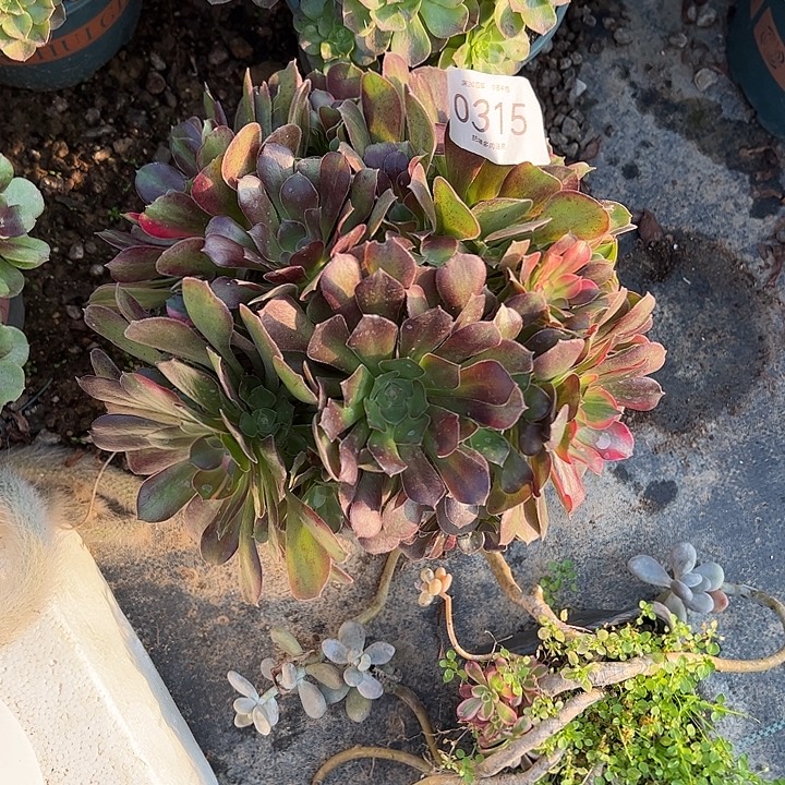 0315七彩多肉植物