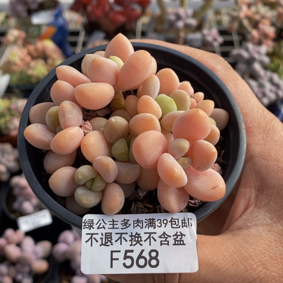 568韩版橘子香水洛神7cm多肉