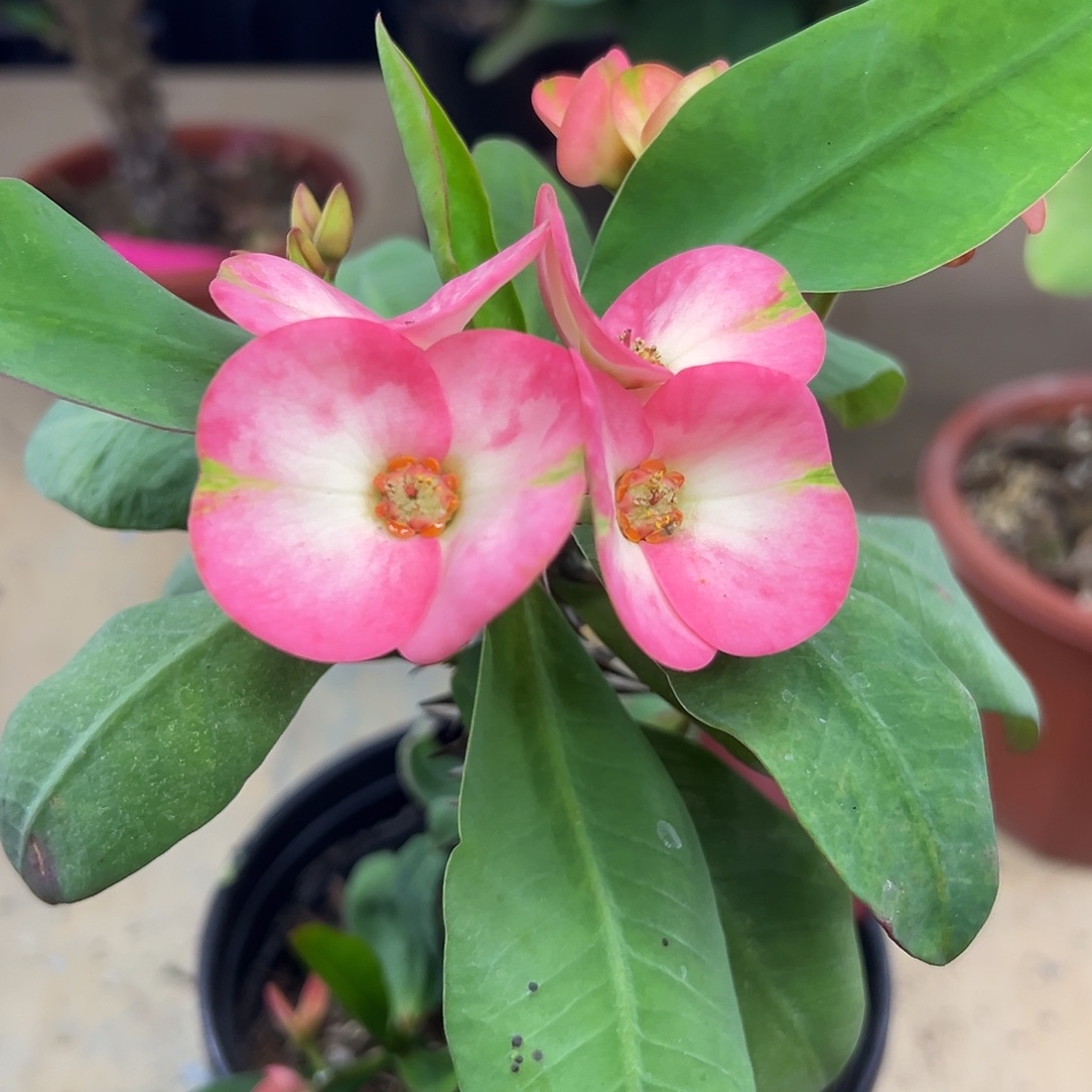 欧泊泰国大花虎刺梅