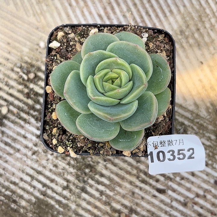阿雅园艺。     10352