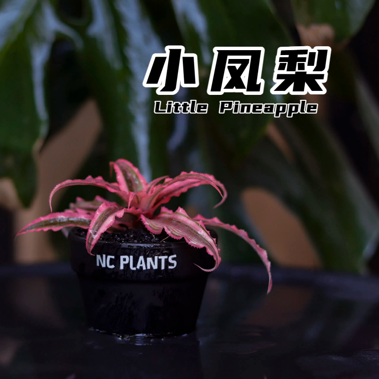 【NC.PLANTS 小凤梨】粉墨撞色 | 新品小浮力 | 带盆成品