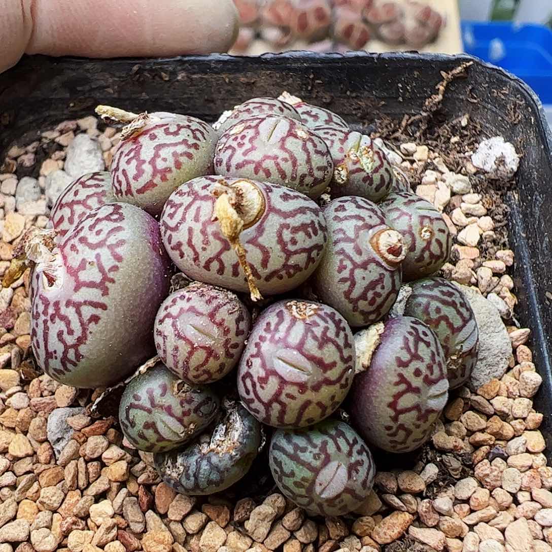 墨小锥脱土发…………………………