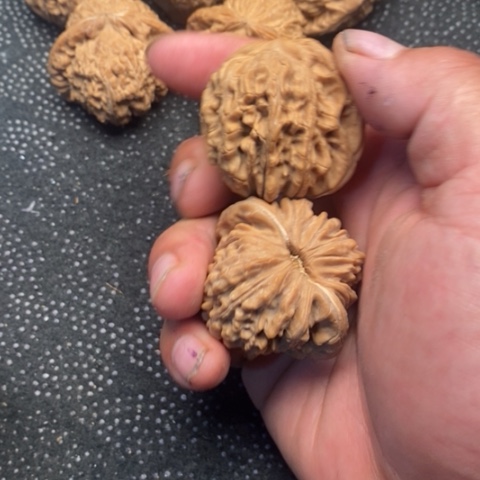 文玩核桃把件西楼10米