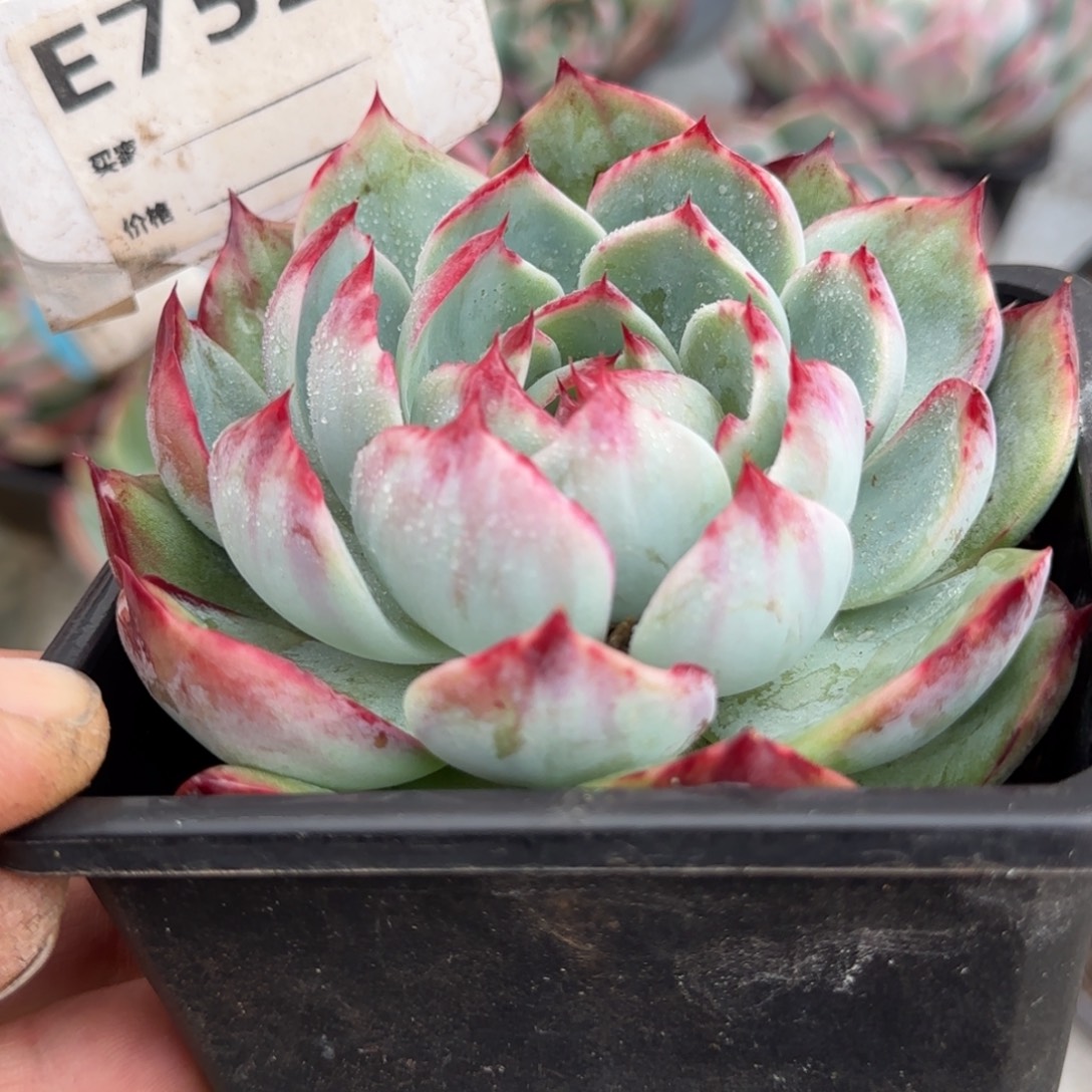 花脸拉丝惊鸿一物一拍包装收缩花旱752