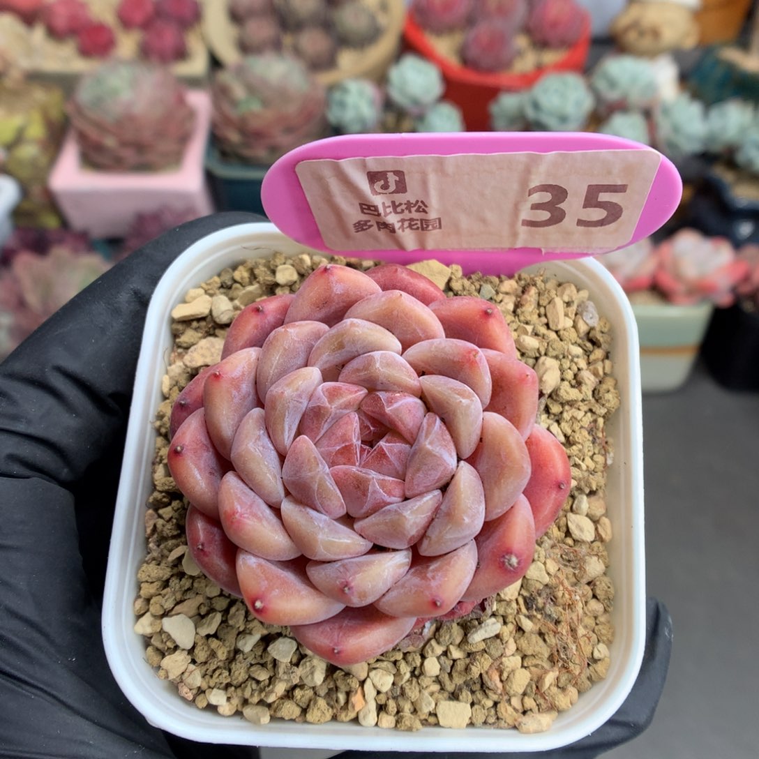 35 暗纹糖心冰魄