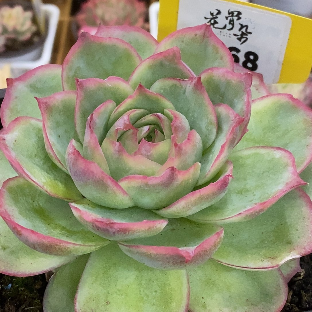 468侧影哈哈哈哈哈哈哈哈