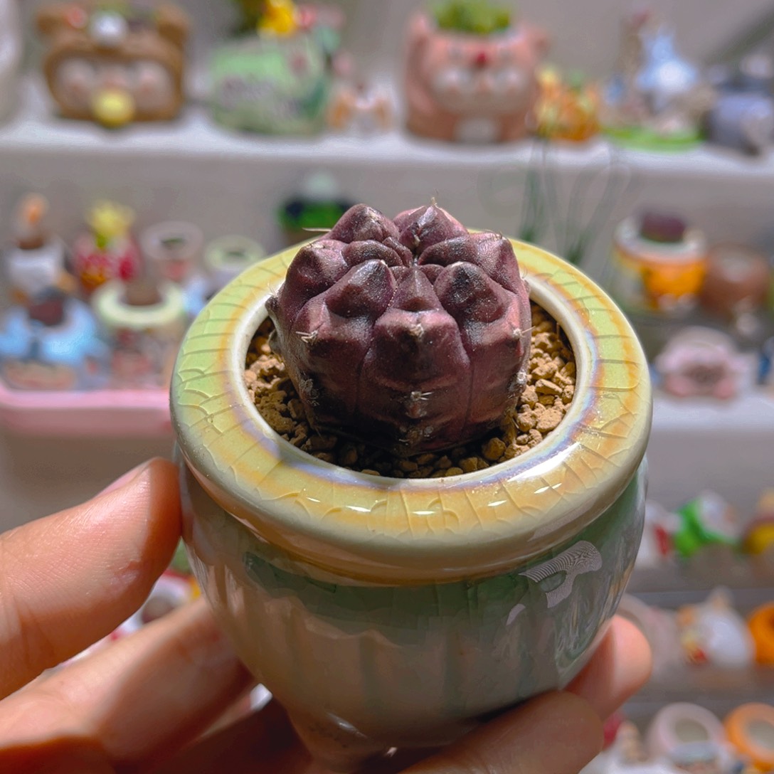 029梦想仙人球带盆土一套48