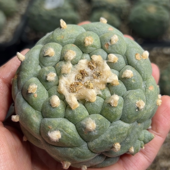 181 根点 仙人球的故事