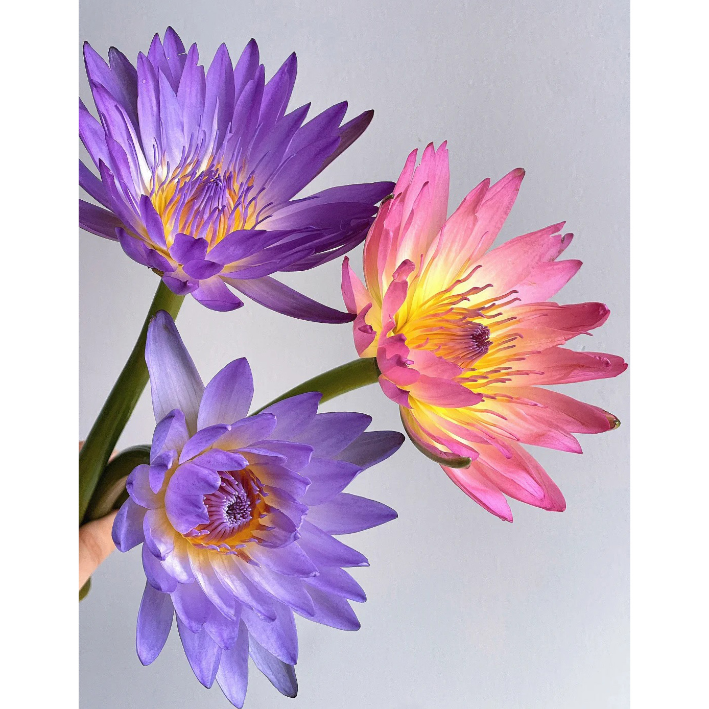 七叶花坊#【睡莲】鲜花优选 顺丰直发