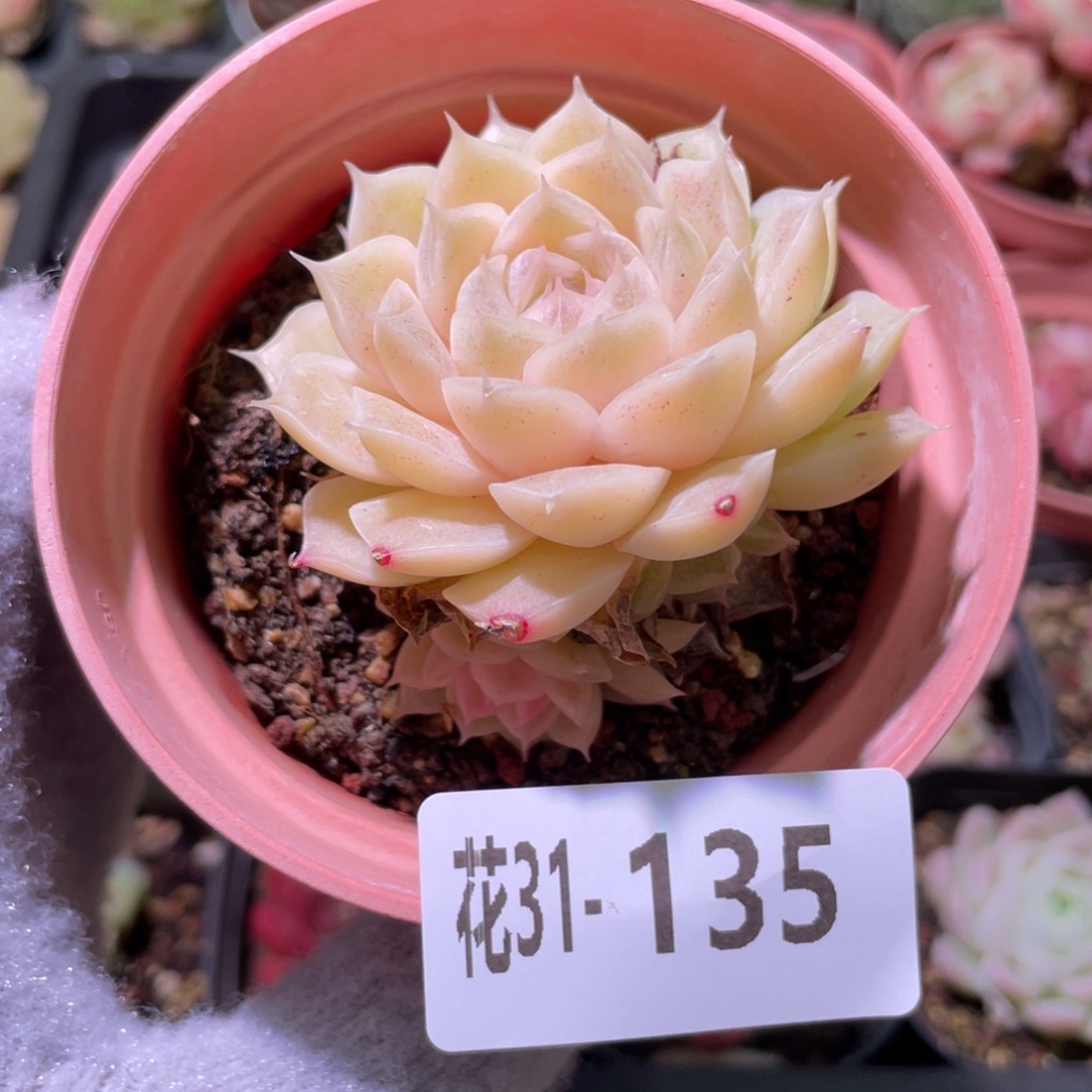 花利美31-135麦秆群