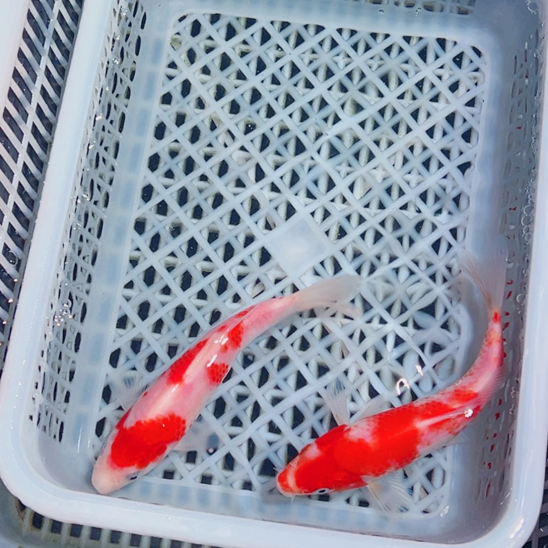 锦鲤锦鲤观赏鱼1111