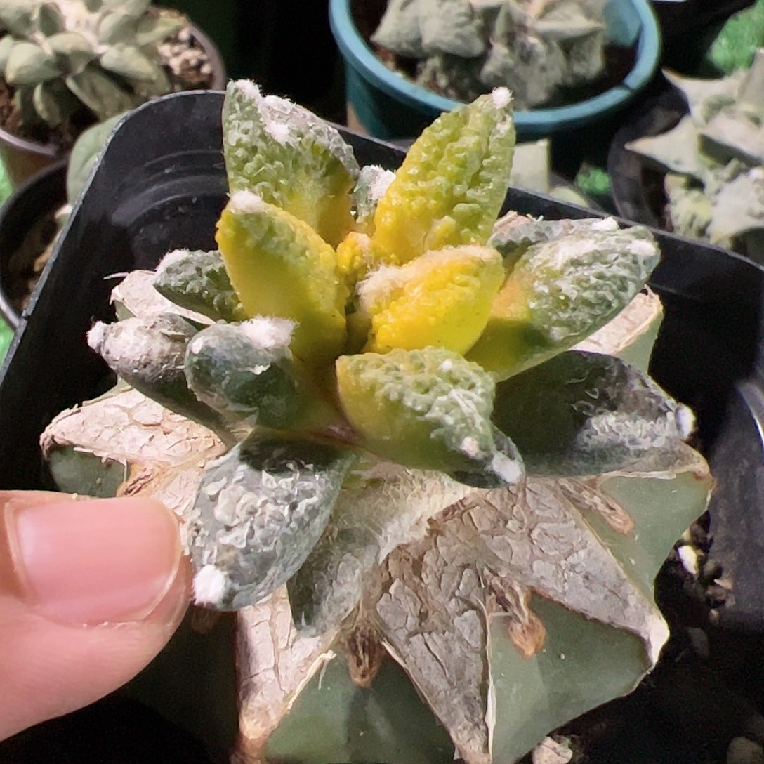 勃氏牡丹锦仙人球635