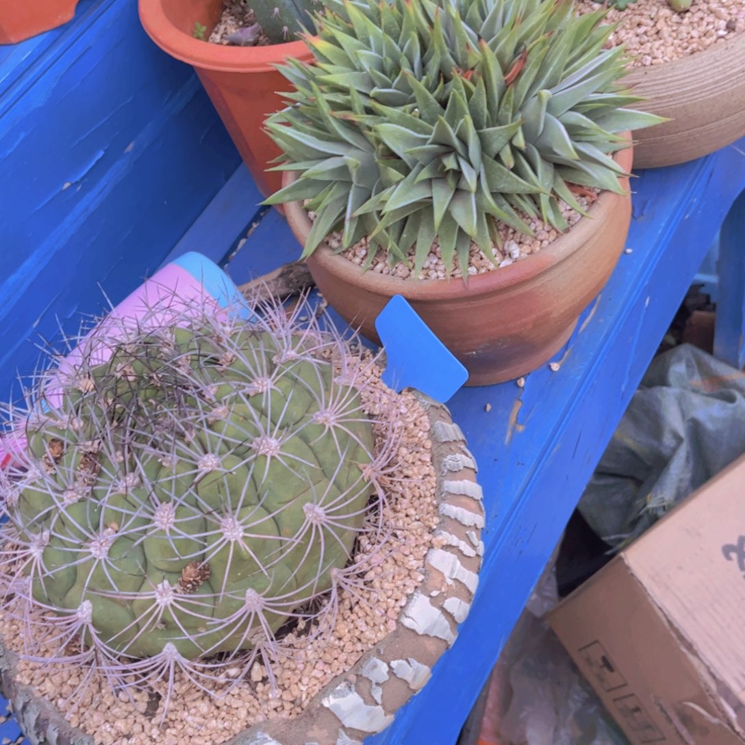 神***奇多肉植物保护研究所所长的