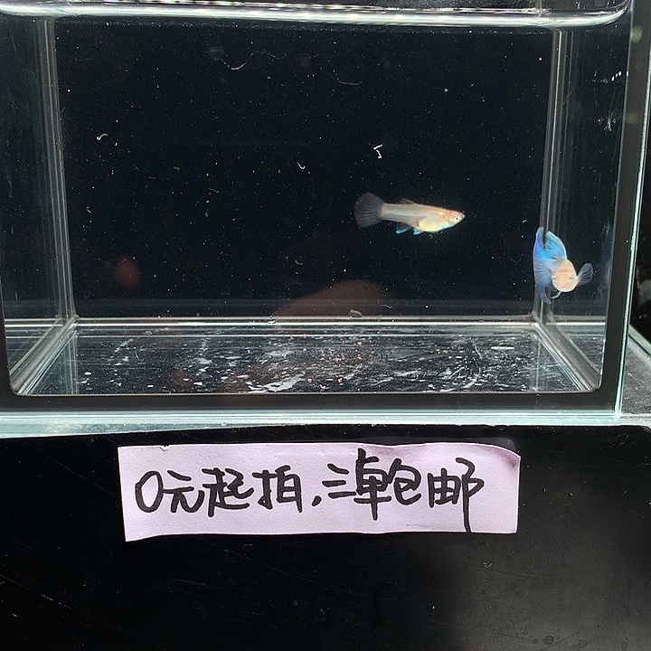 孔雀鱼辛加兰一对