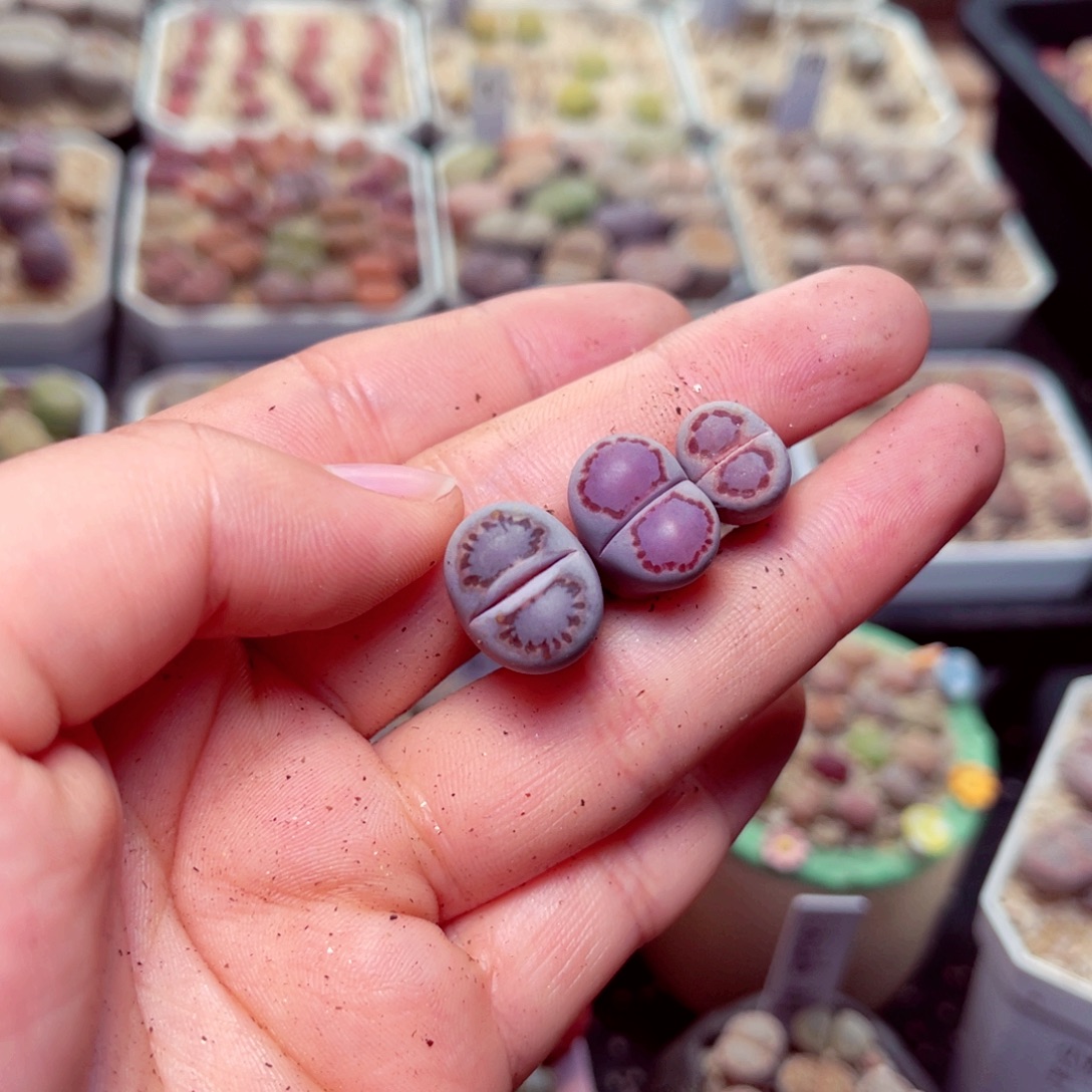 *****203号带盆包邮发货