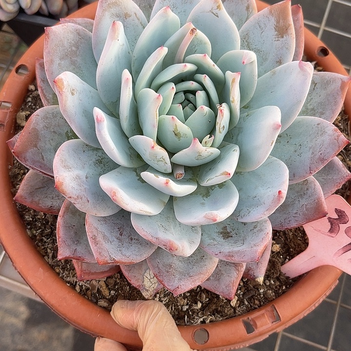 两单包邮，晨语多肉398嫦娥