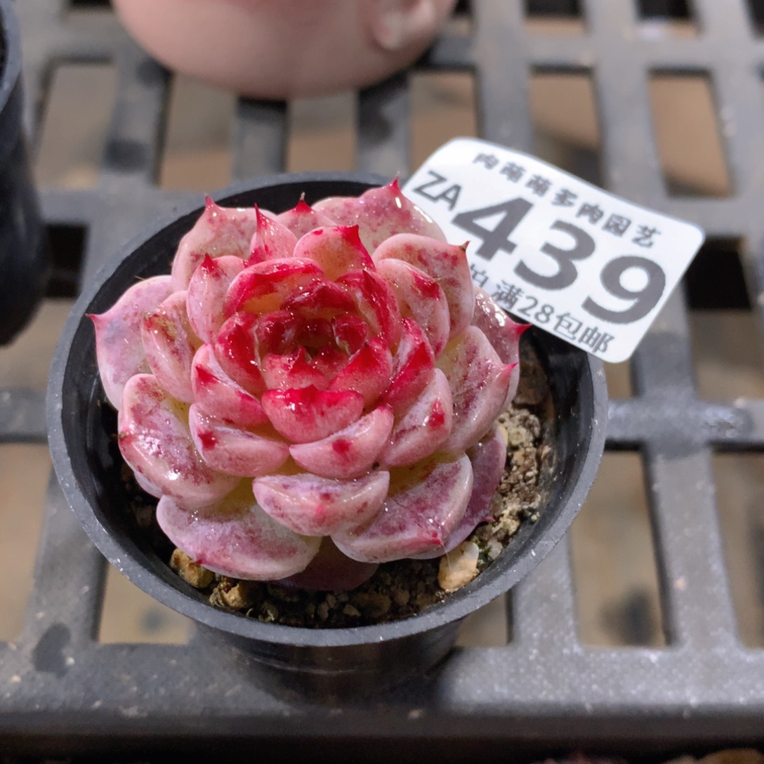 肉萌萌拇指盆精控多肉ZA439