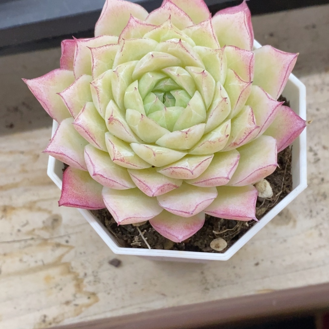 精品多肉一物一拍不包整118