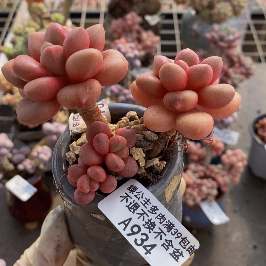 先锋派934/7cm多肉