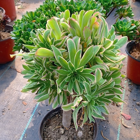 705两颗多肉植物