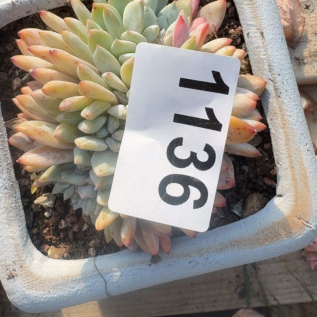 雅*313164646464646444