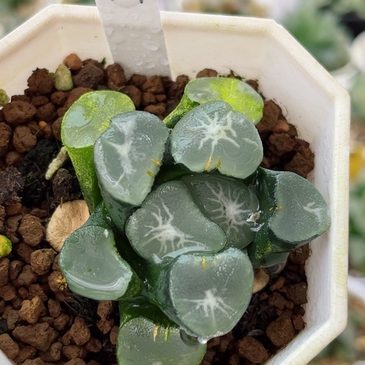 494望乡万象哈哈哈哈哈