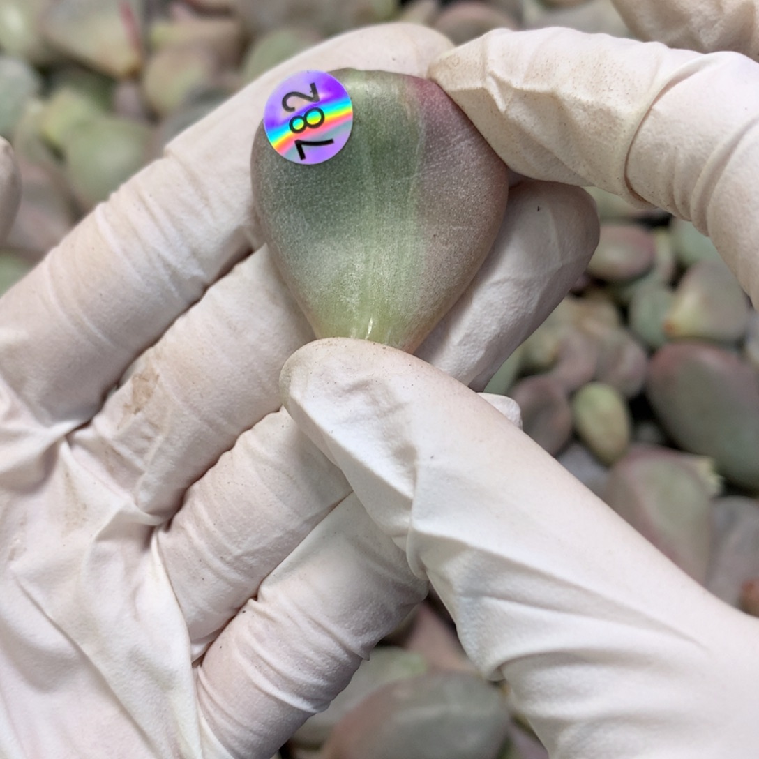 油煎一片一片一片782