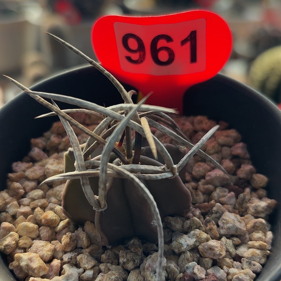 仙人球实生水牛角大凤玉