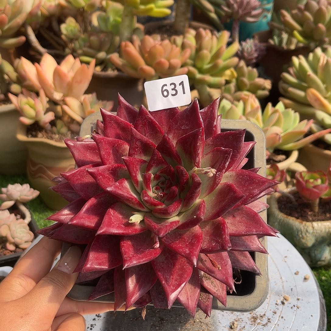 罗宾杂。    631。 111111111