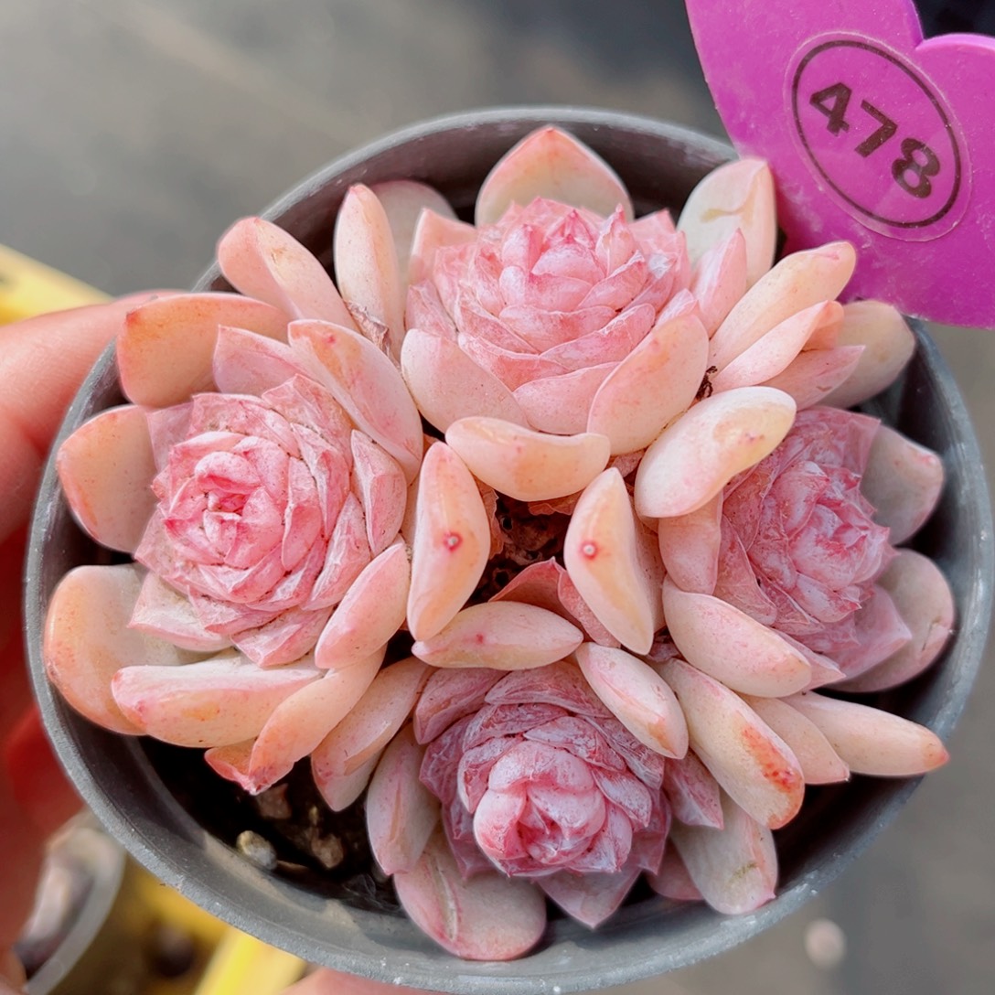 478号小老桩玉凝群