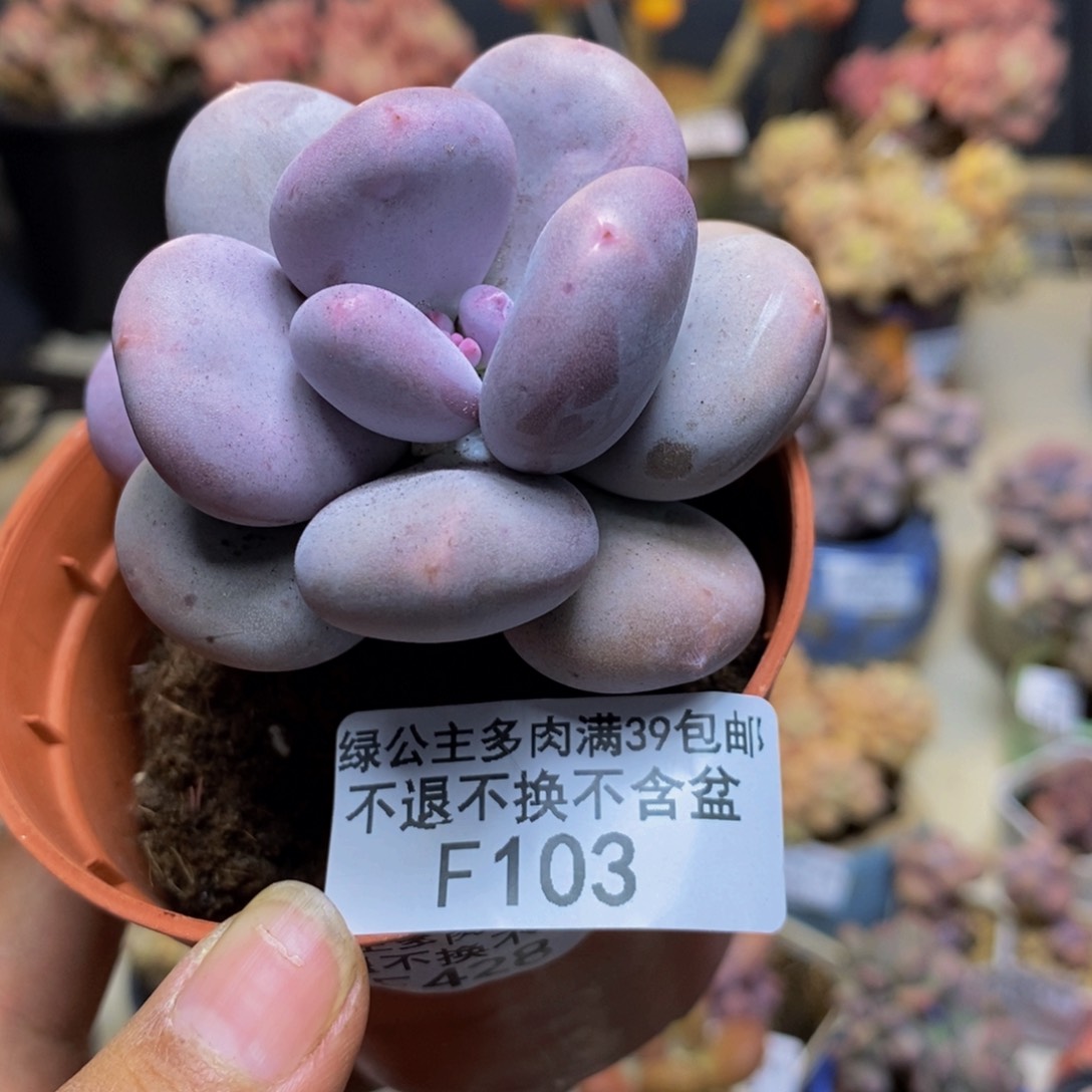 103大叶奶多肉6c m