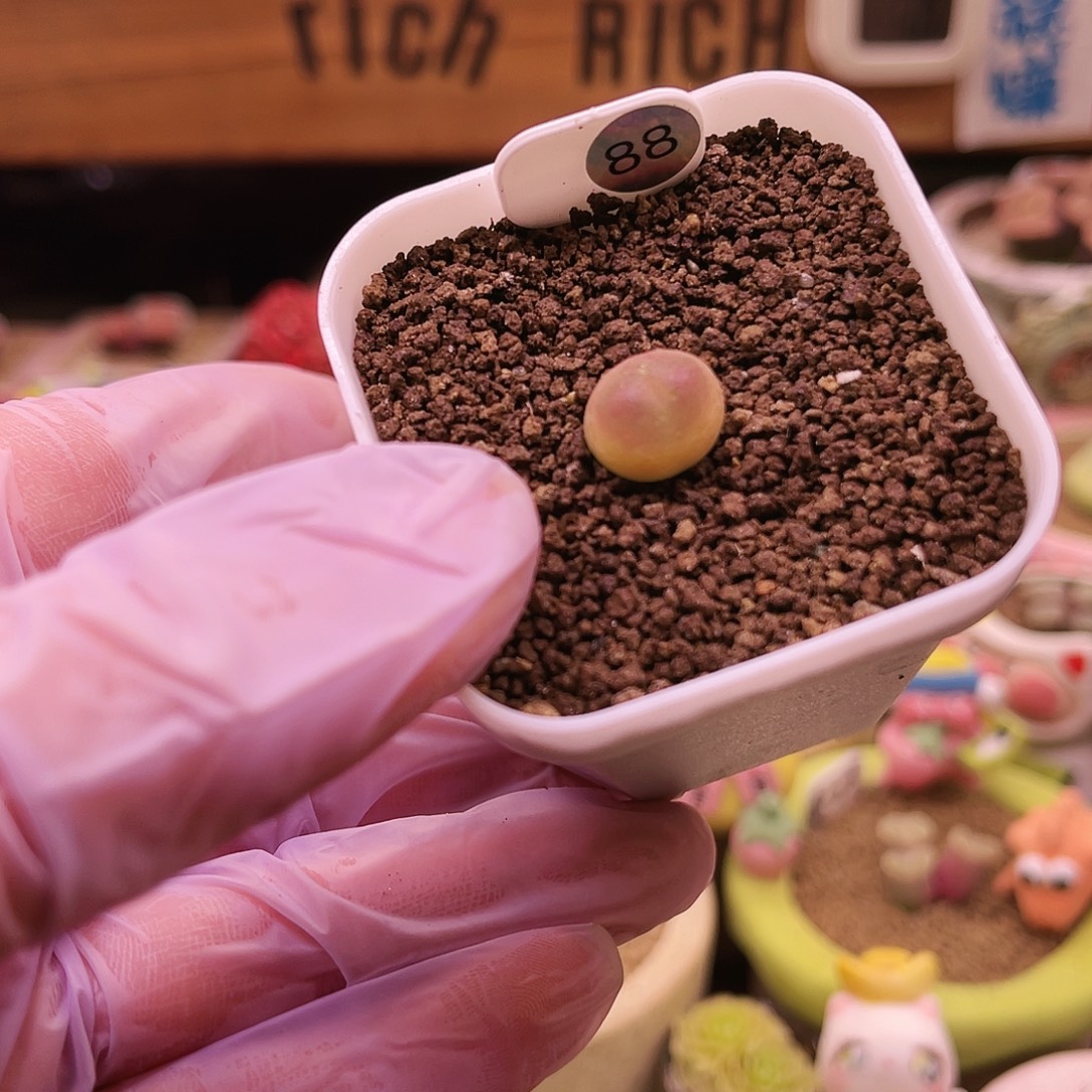 88号三年半以上大王登