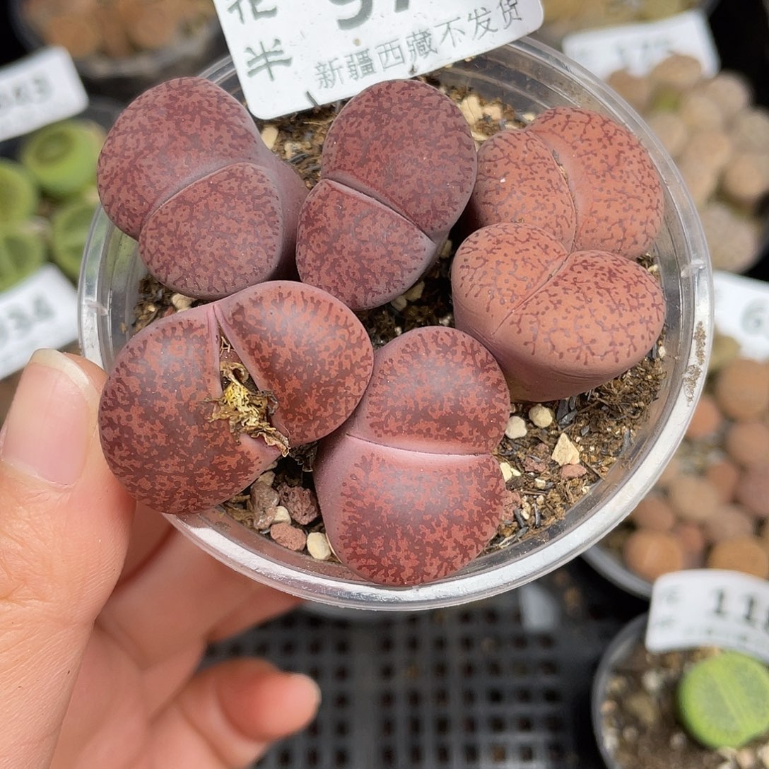 97600000花花花花花花