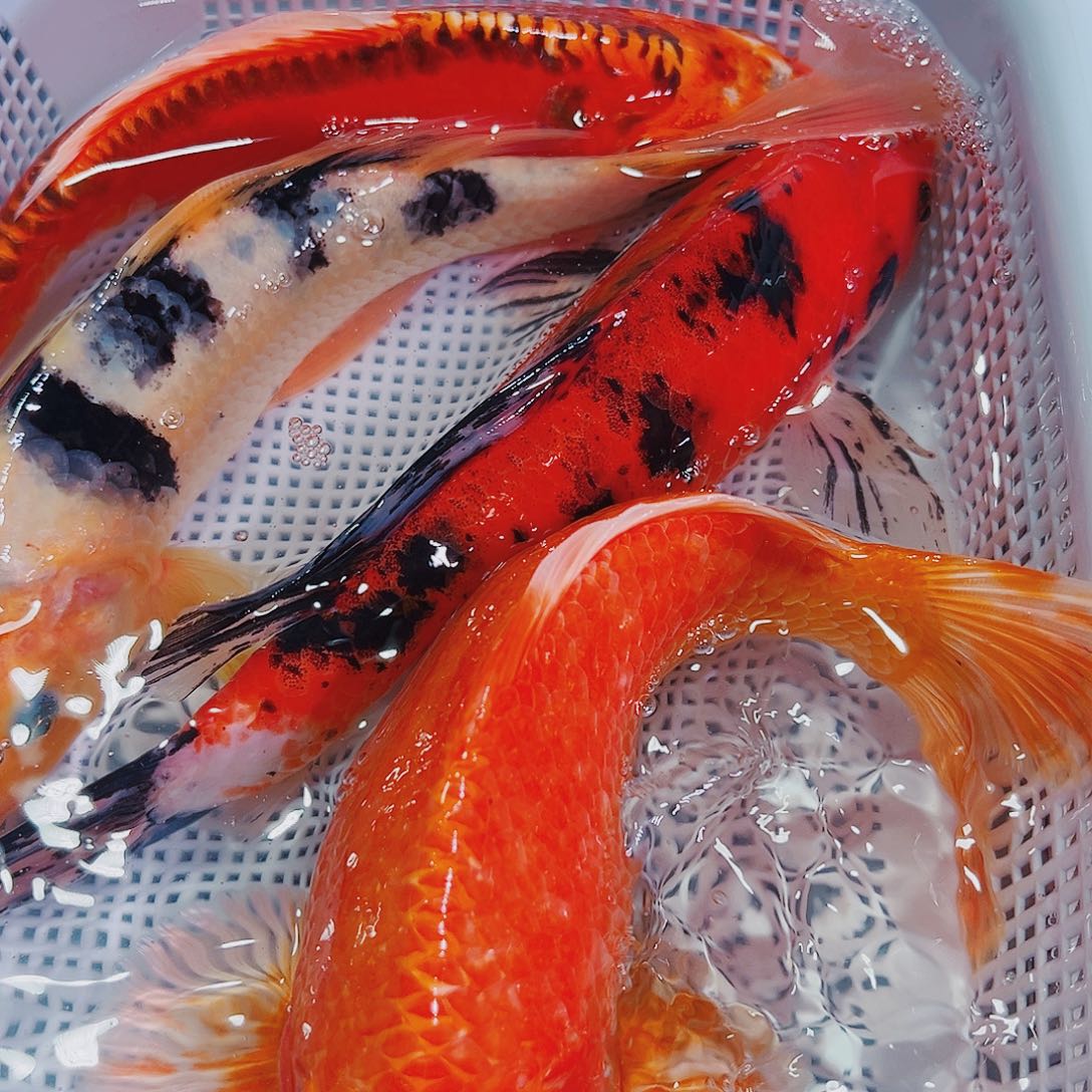 锦鲤锦鲤冷水鱼观赏604