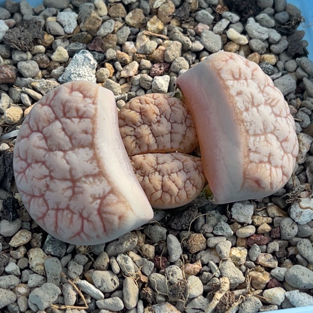 9519睫毛拿铁189一颗