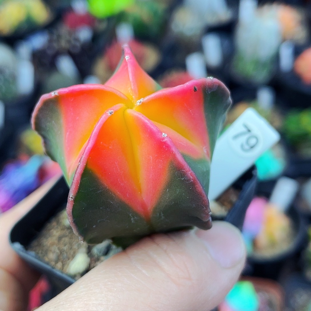 非偏远地区满25包邮仙人球