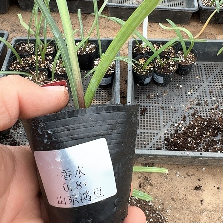 当前无花朵，栽培后可花朵K**百香水