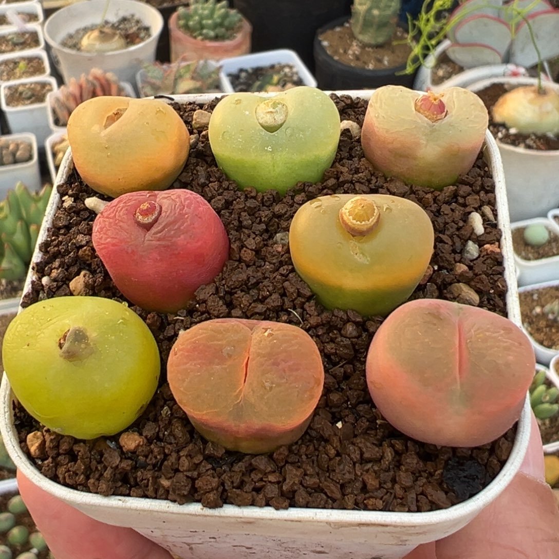 5年彩虹毛组合多肉