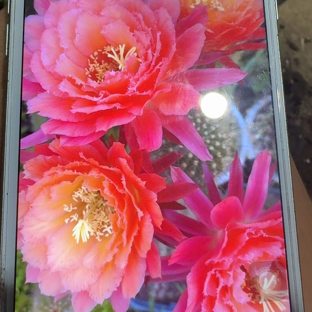 牛牛侧芽5公分毛花柱