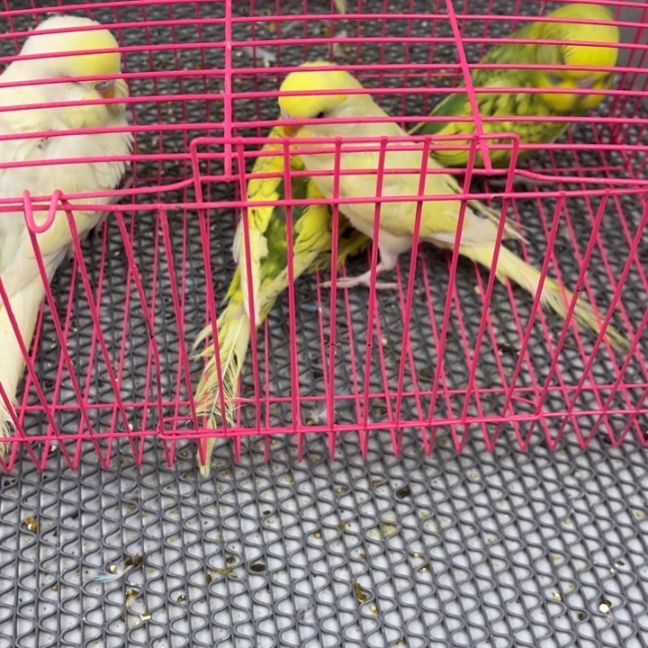 乐***李虎皮鹦鹉虎皮鹦鹉