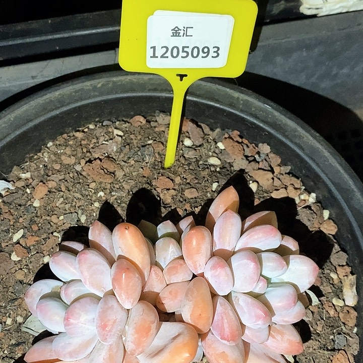 福利多多。1205093