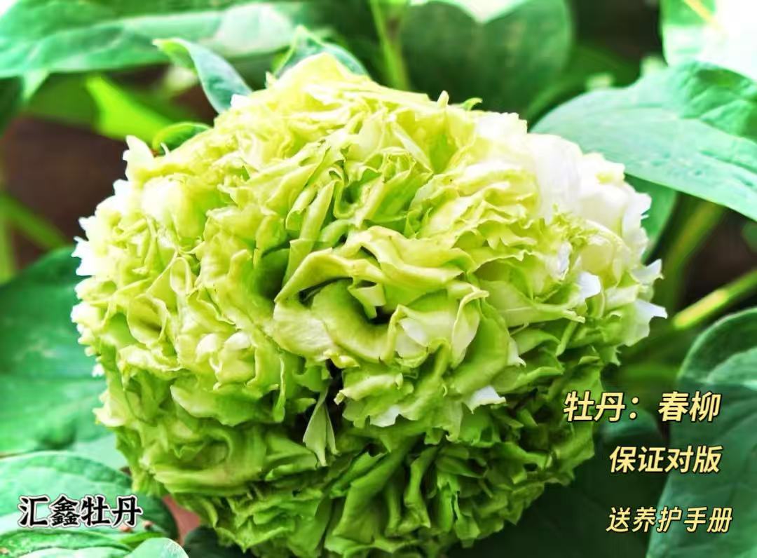 【春柳】绿色山东菏泽基地直发适宜地栽盆栽庭院种植观赏植物